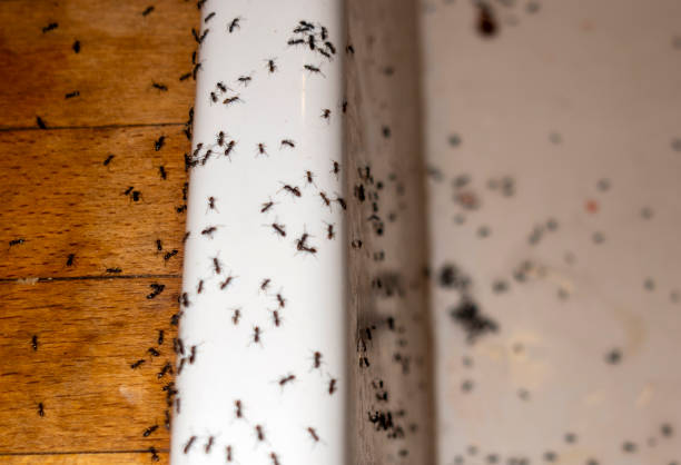 Best Commercial Pest Control Services  in Cicero, IL